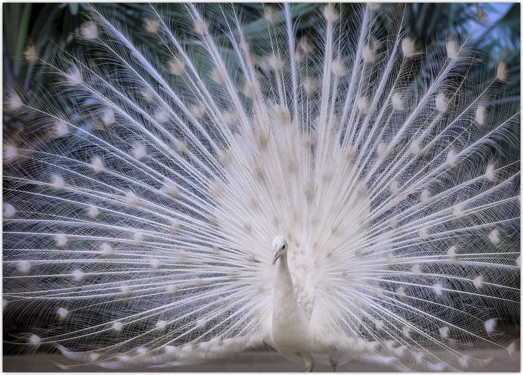 Tablou - Păun alb (70x50 cm)