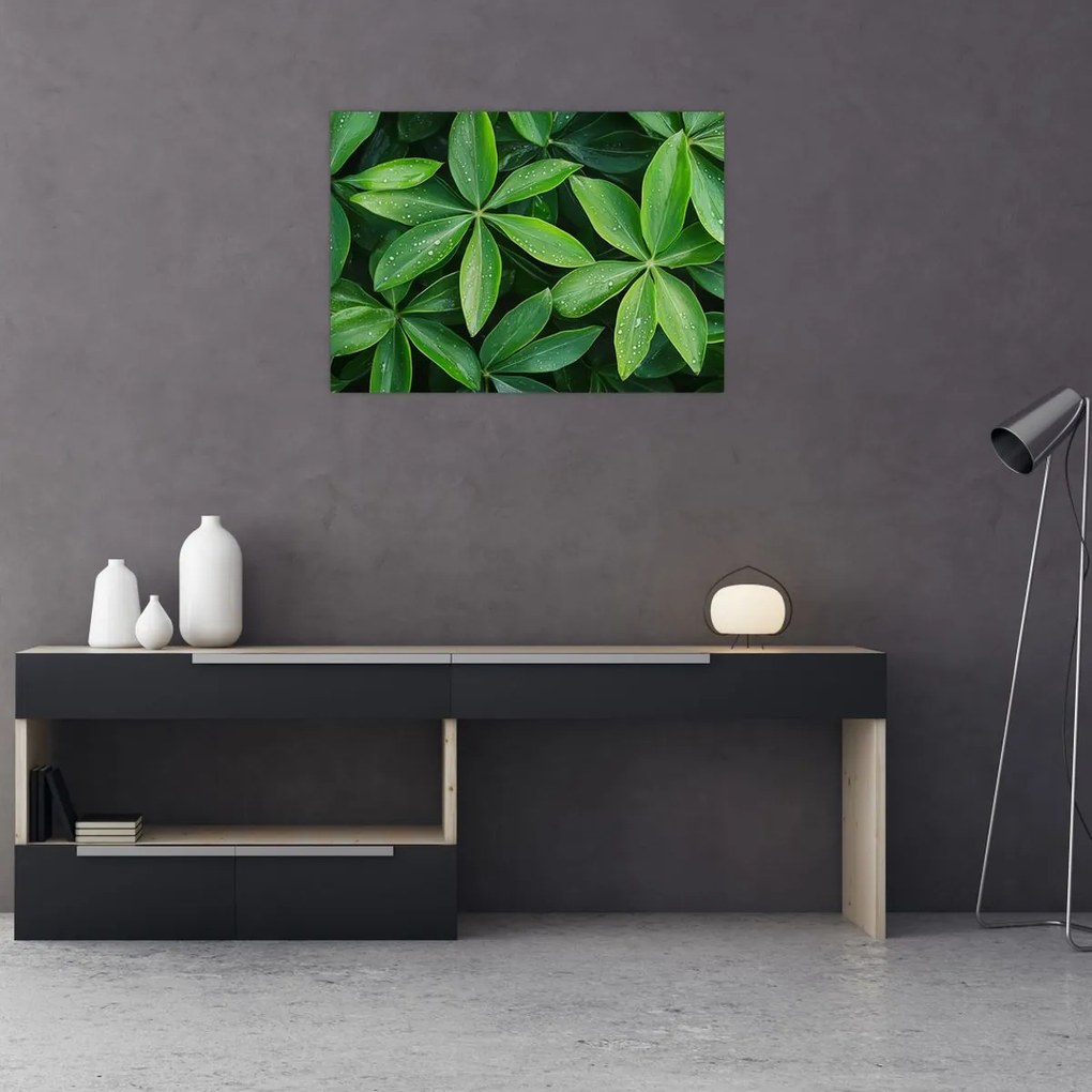 Tablou pe sticlă - Frunze cu picături de rouă (70x50 cm)