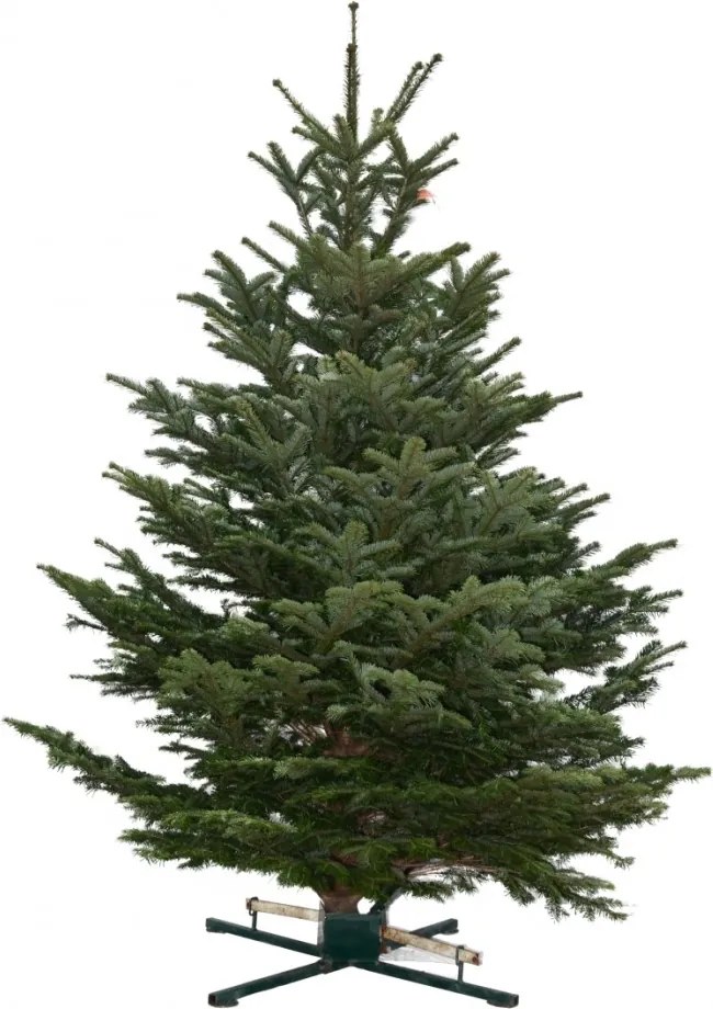 Brad natural de Craciun Nordmann Standard 200-250 cm