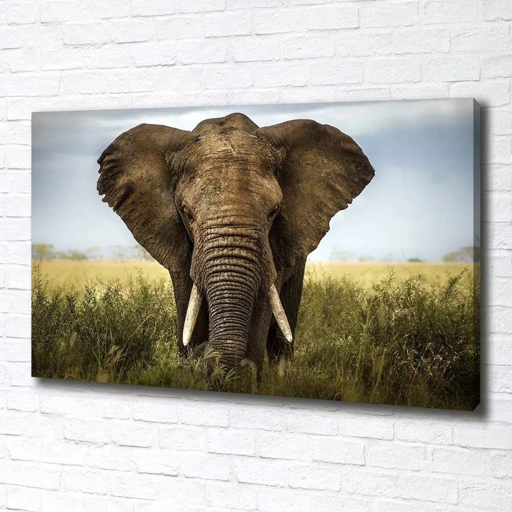 Tablou pe pânză canvas Elephant pe savana