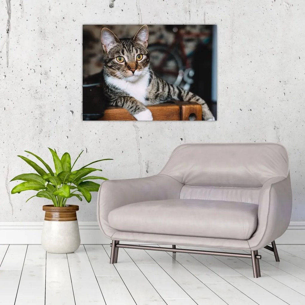 Tablou pe sticlă cu pisica (70x50 cm)