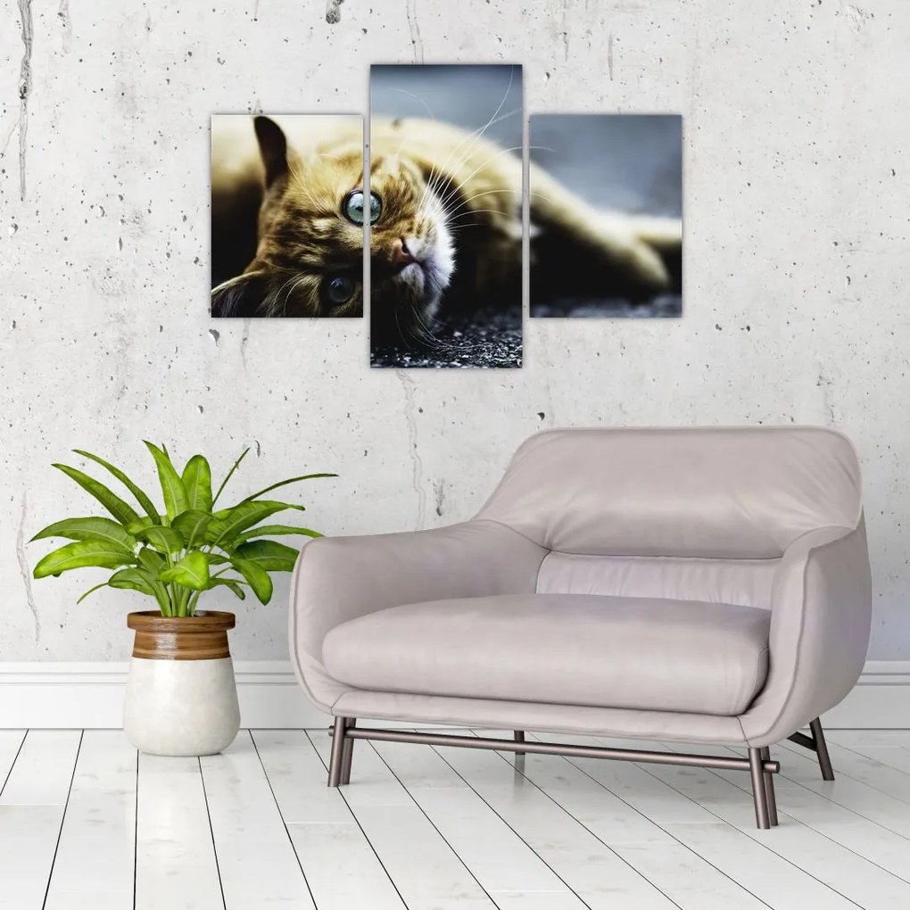 Tablou cu pisica (90x60 cm)