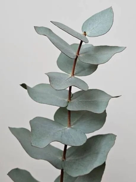 Fotografie Close-up Of Eucalyptus Gunnii Leaves, Dexter