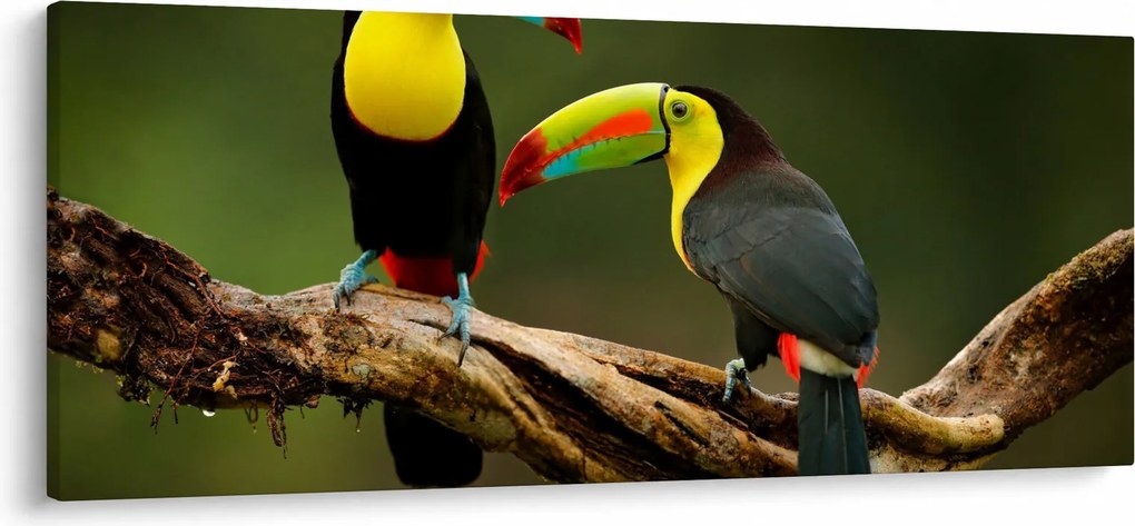 Tablou tucani sezând , Costa Rica (120x50 cm)