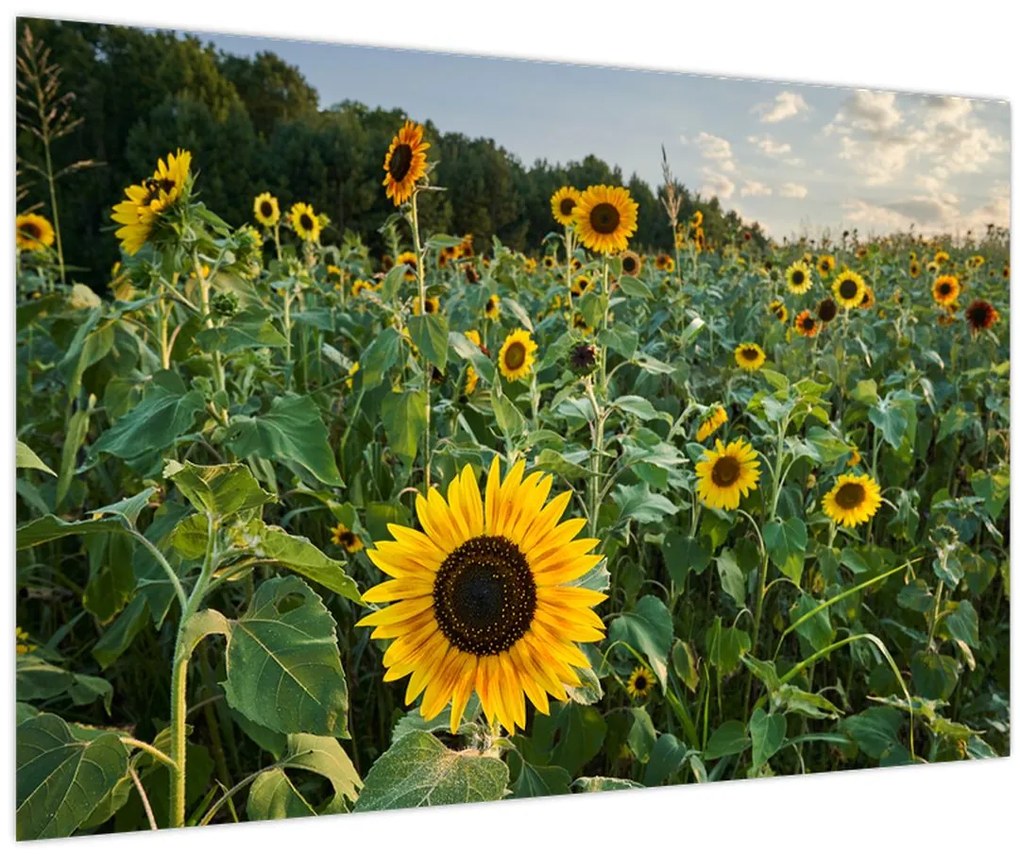 Tablou - Câmpul de floarea-soarelui II. (90x60 cm)