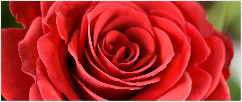 Tablou - Flori de trandafir (120x50 cm)