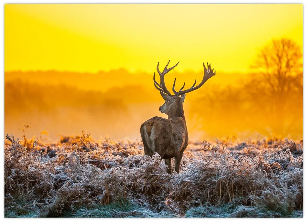 Tablou pe sticlă - Cerb la răsăritul soarelui (70x50 cm)