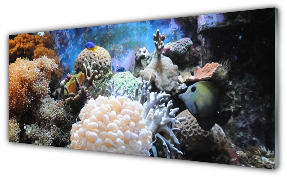 Tablouri acrilice Coral Reef Natura Gri Alb Galben
