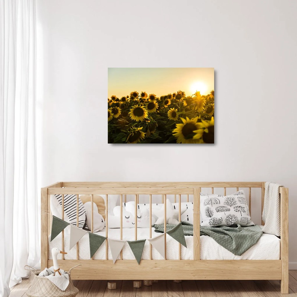 Tablou pe sticlă cu lan de floarea soarelui (70x50 cm)