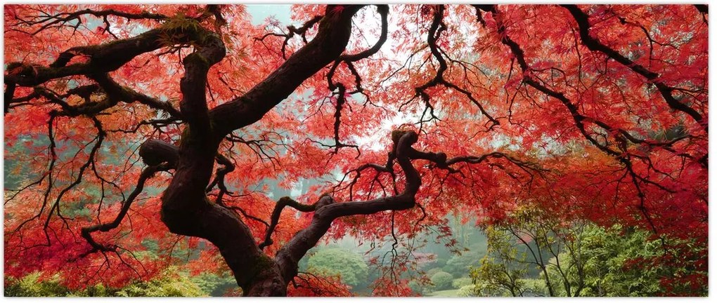 Tablou - Arțarul japonez roșu, Portland, Oregon (120x50 cm)