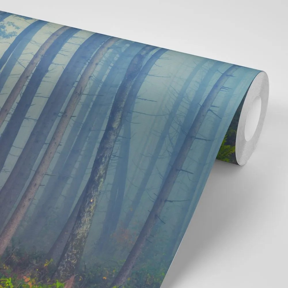 Fototapet pădure misterioasă