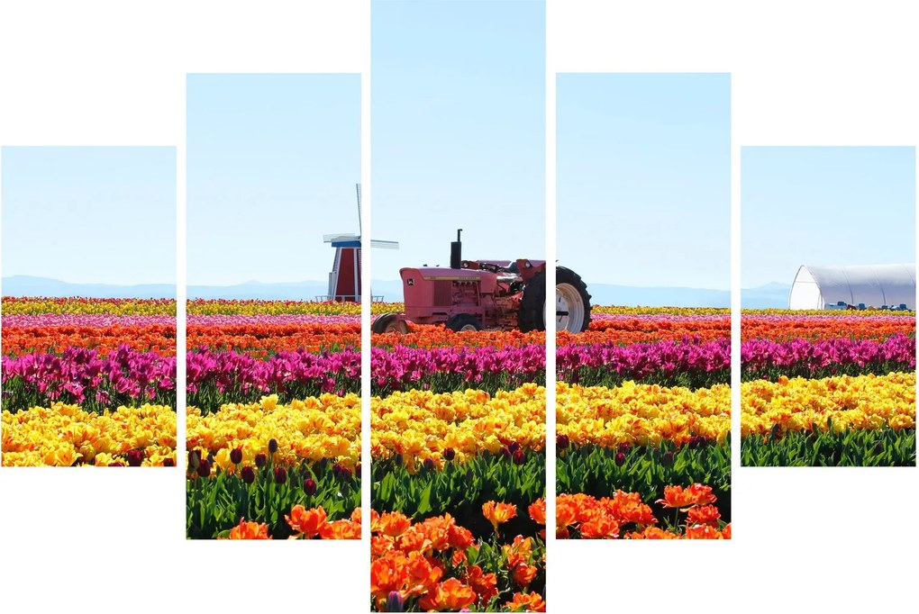 Tablou cu farma de lalele (150x105 cm)