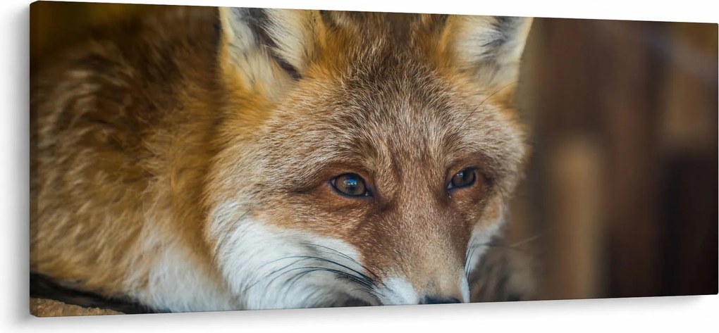Tablou cu vulpe (120x50 cm)