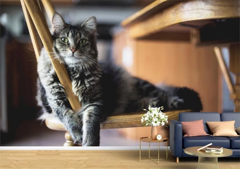 Tapet Premium Canvas - Pisica adormita pe scaun