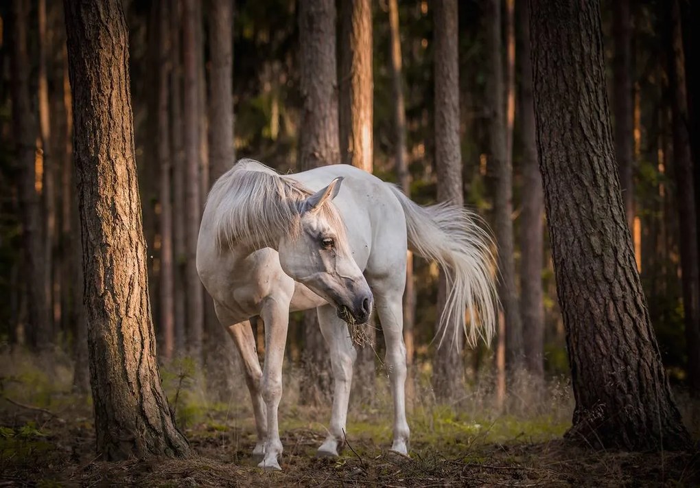 Fototapet - Calul alb în pădure (254x184 cm), în 8 de alte dimensiuni noi