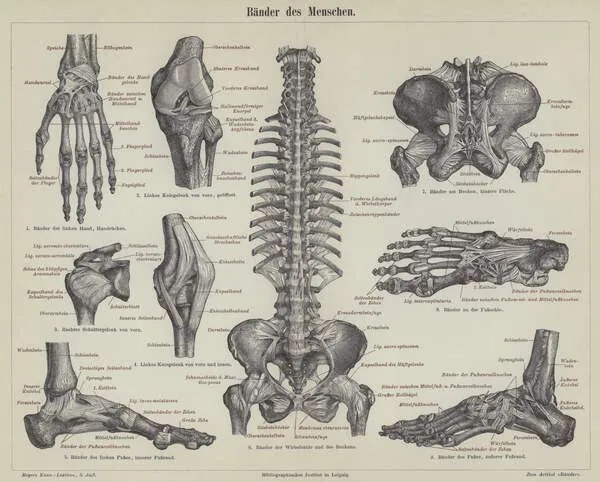 Reproducere Ligaments of the human body, German School,