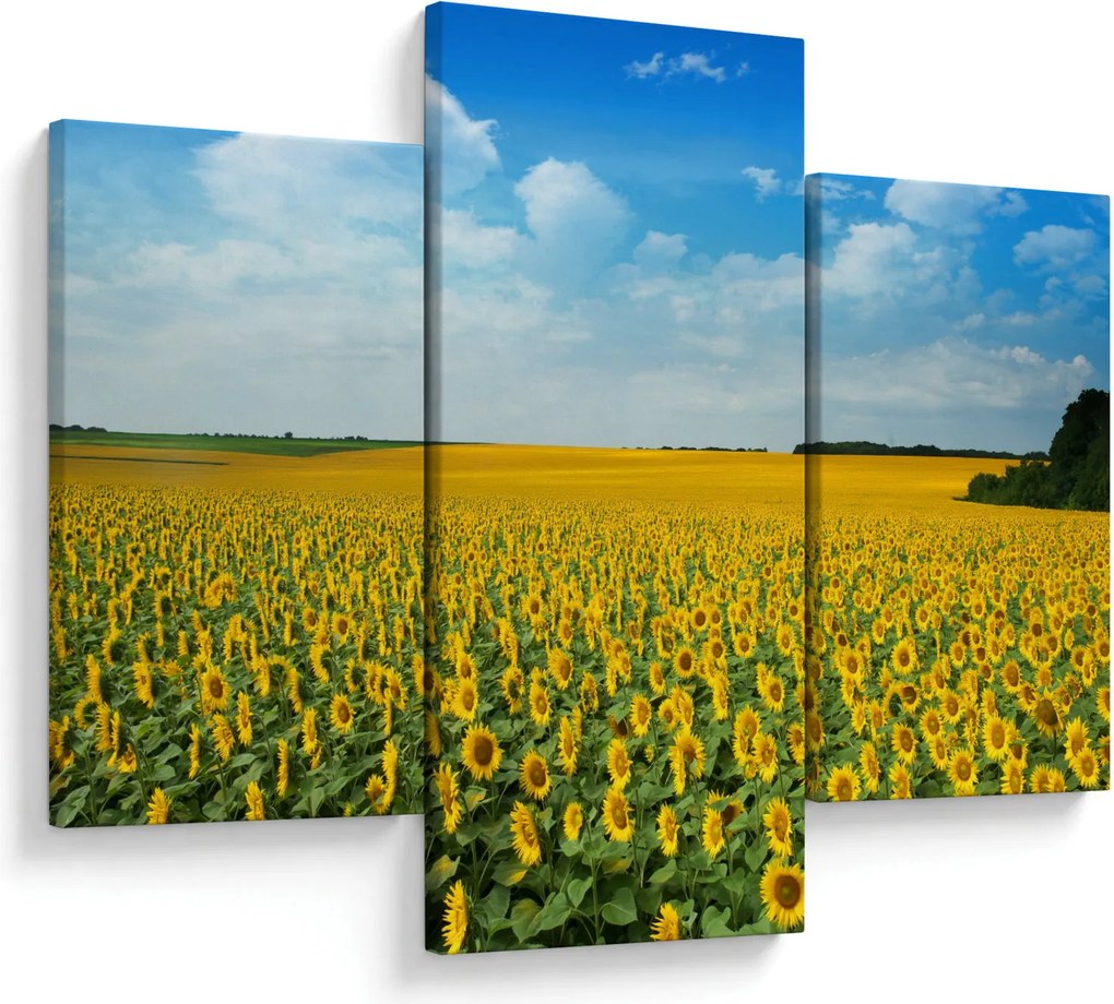 Tablou - câmp cu floarea soarelui (90x60 cm)