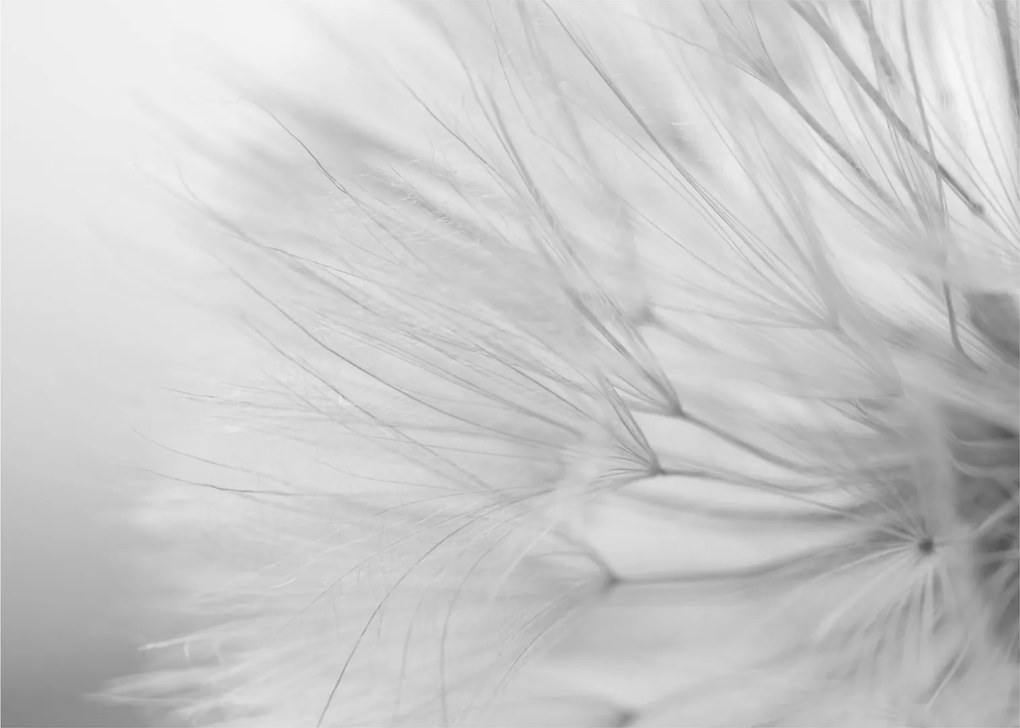 Tablou - Dandelion (70x50 cm)