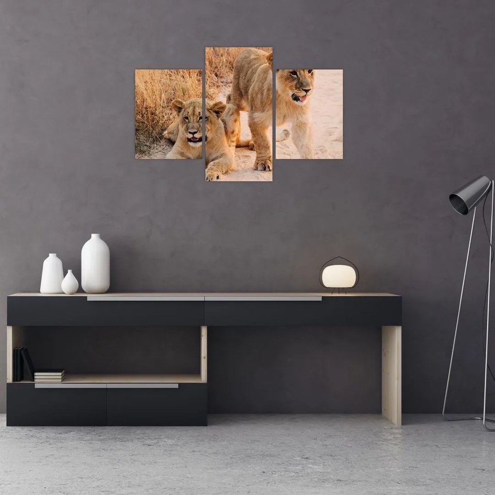 Tablou - Pui de leu (90x60 cm)