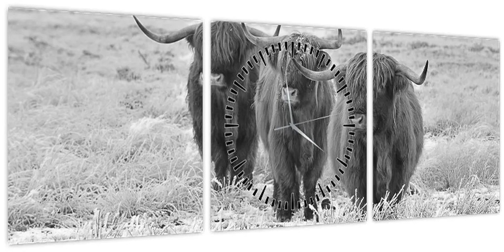 Tablou - Vaci scoțiene,alb-negru (cu ceas) (90x30 cm)