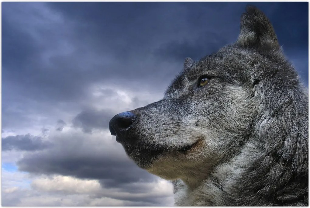 Tablou - Cap de lup (90x60 cm)