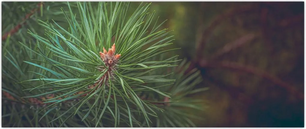 Tablou - Pin (120x50 cm)