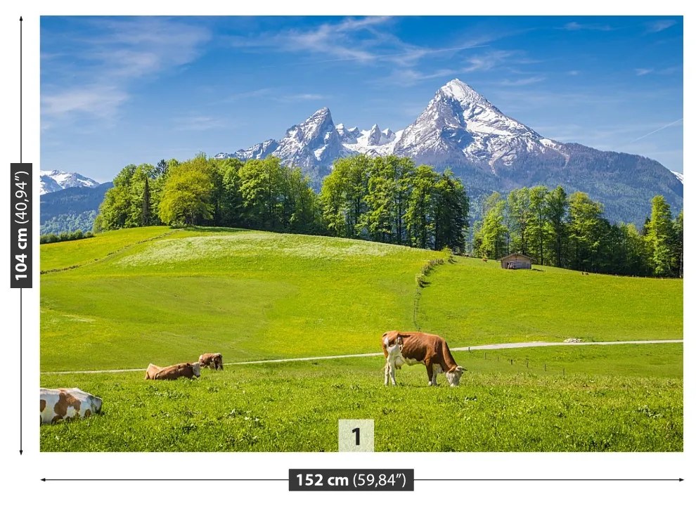 Fototapet Alpi Cow