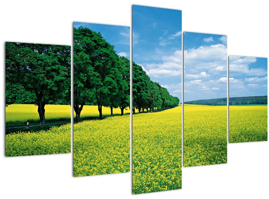 Tablou - Câmp cu alei (150x105 cm)