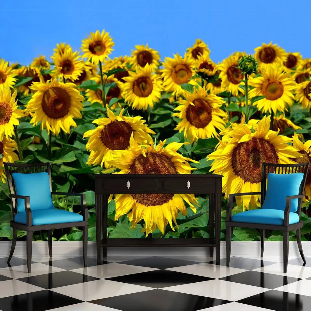Fototapet - Floarea soarelui (254x184 cm), în 8 de alte dimensiuni noi