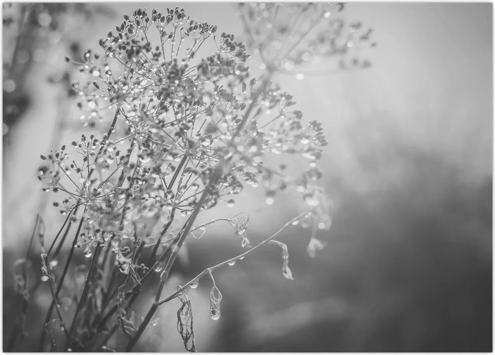 Tablou pe sticlă - Pajiște după ploaie (70x50 cm)