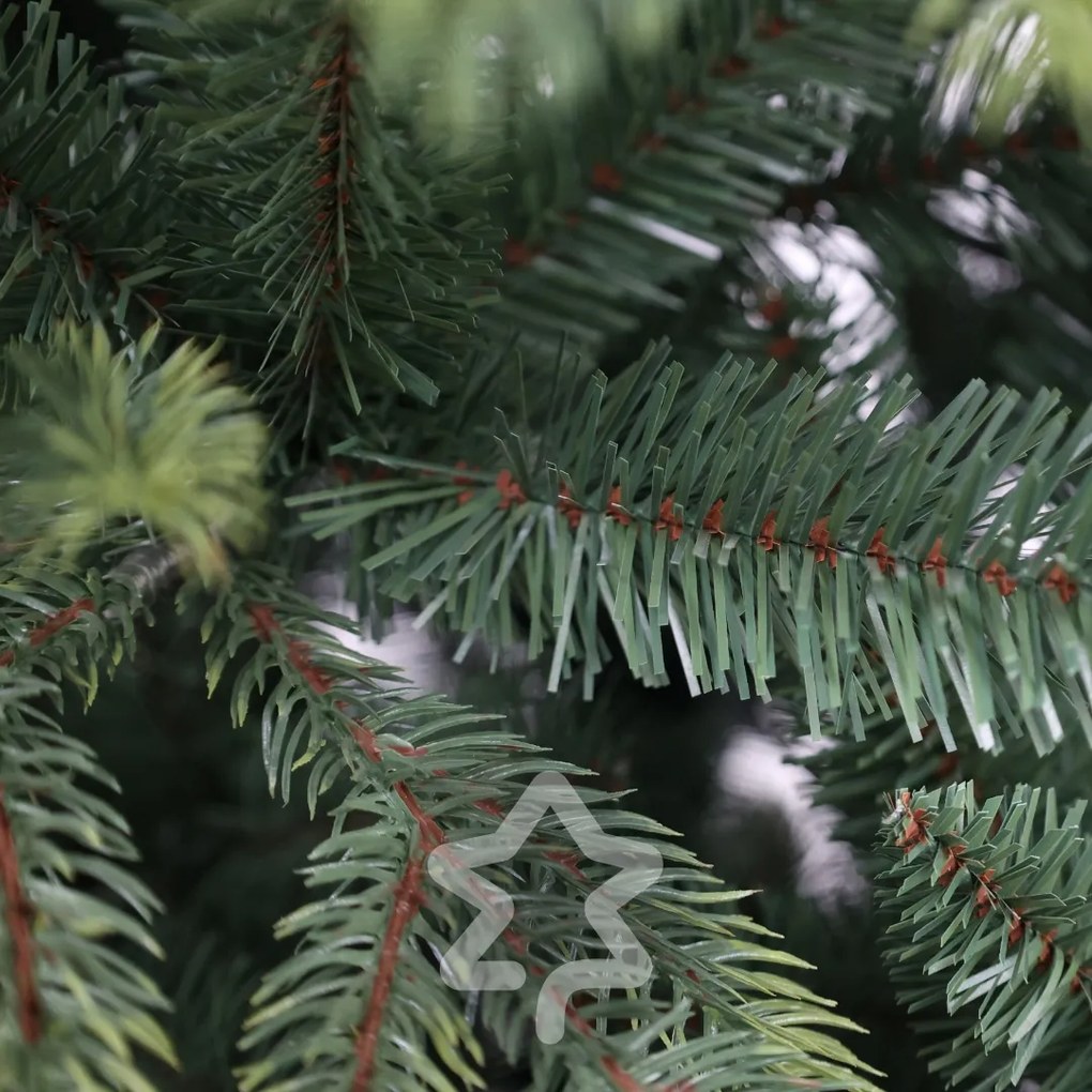 Molid de Himalaia 180 cm