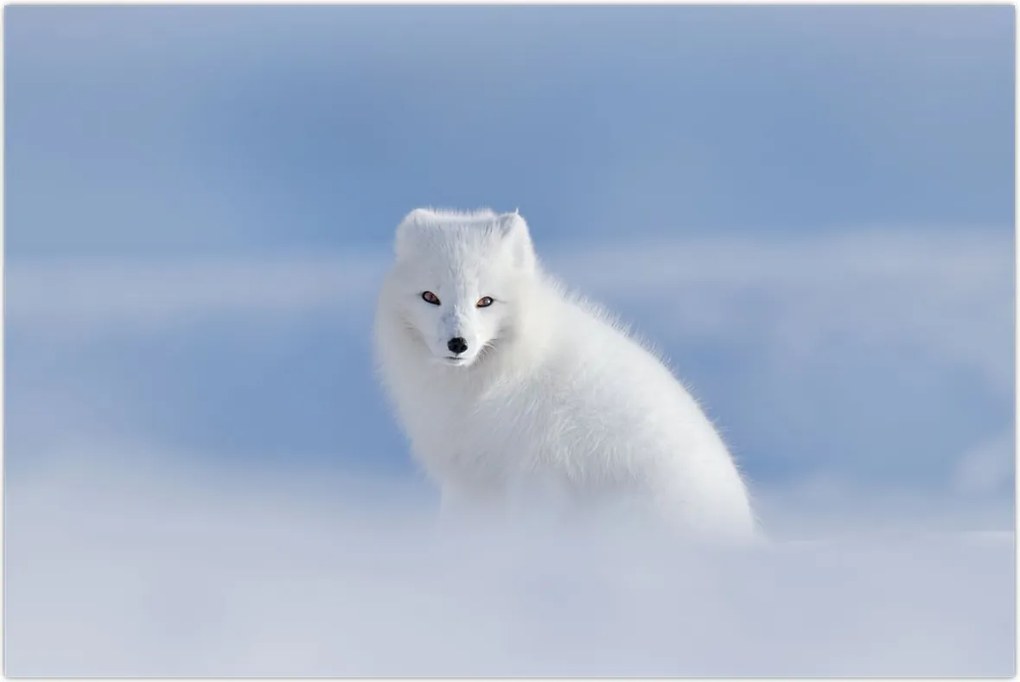 Tablou - Vulpe polară (90x60 cm)