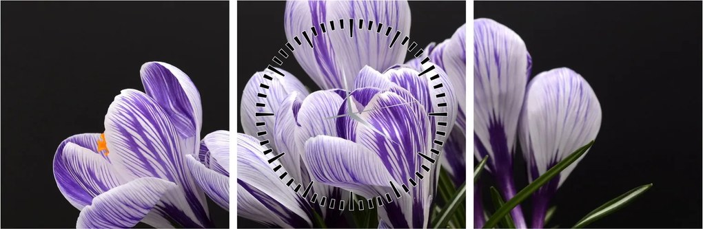 Tablou - Crocus violet (cu ceas) (90x30 cm)