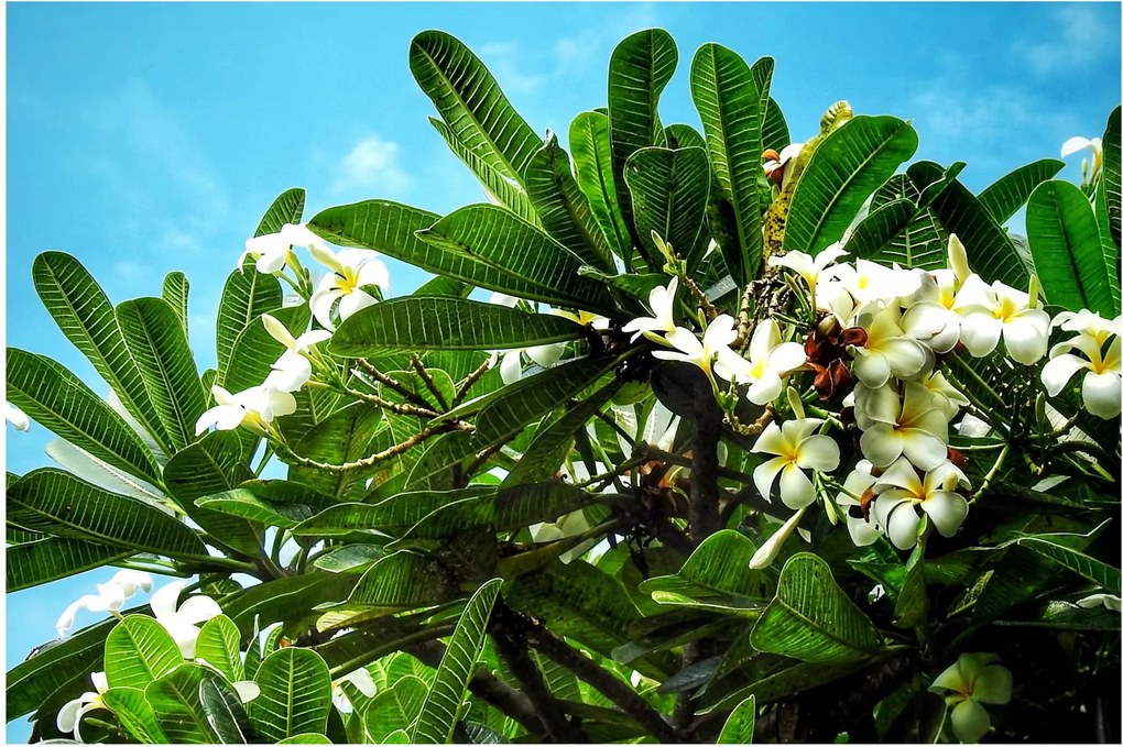 Tablou - Plumeria (90x60 cm)