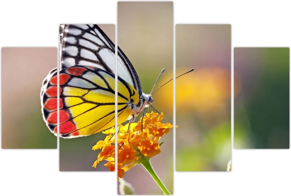 Tablou - Fluture pe floare (150x105 cm)