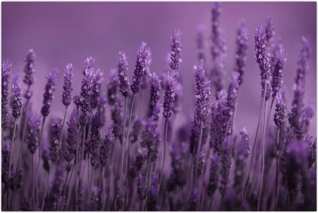 Tablou - Lavanda (90x60 cm)