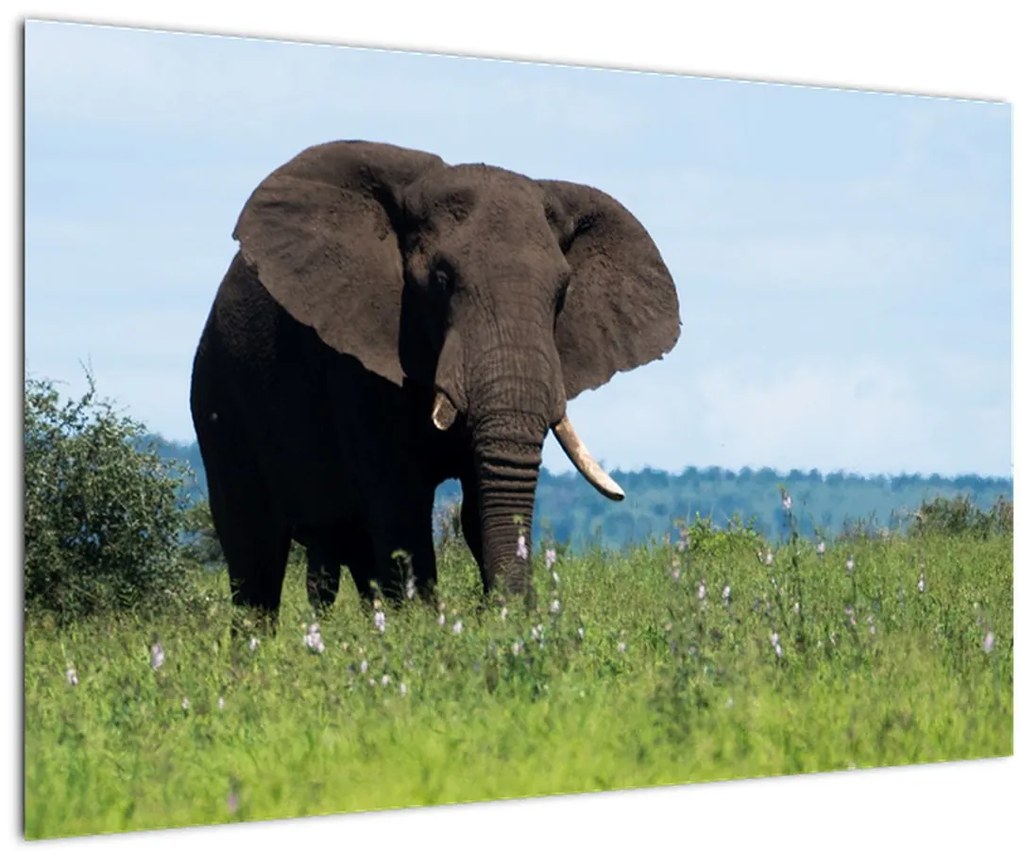 Tablou cu elefant (90x60 cm)