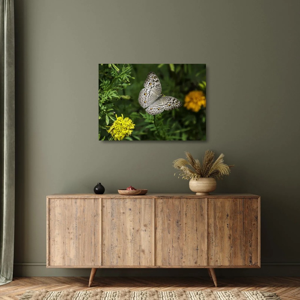 Tablou pe sticlă - fluture alb (70x50 cm)