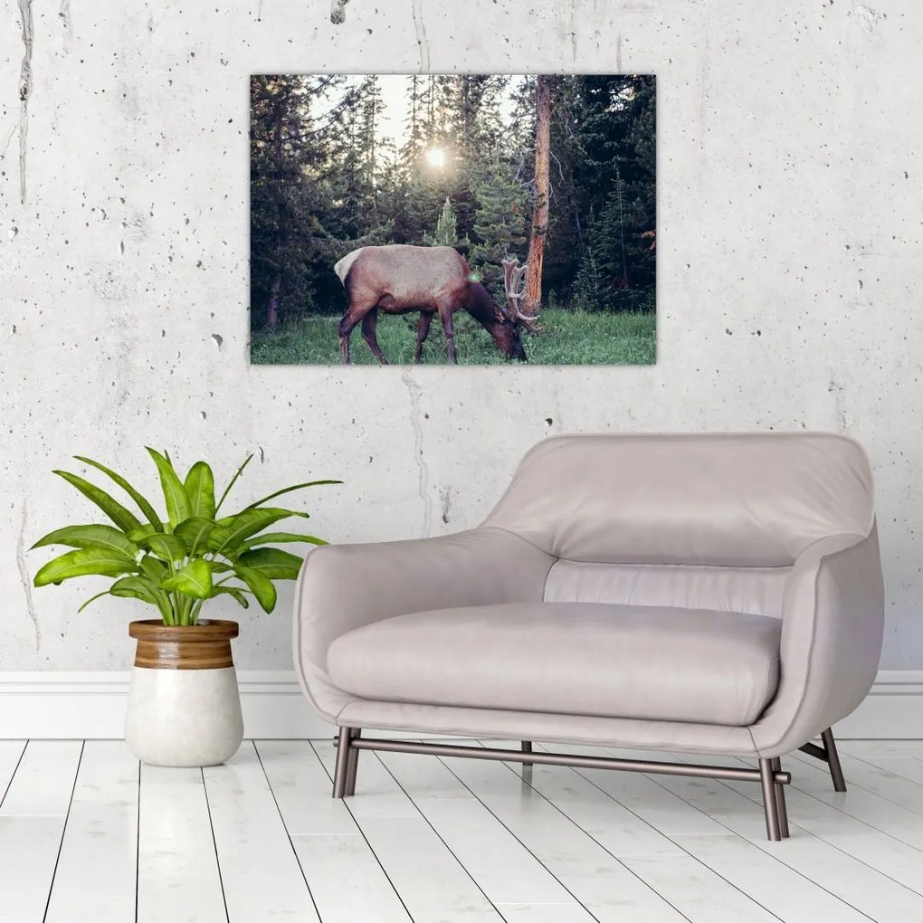 Tablou - Elan în poiană (70x50 cm)