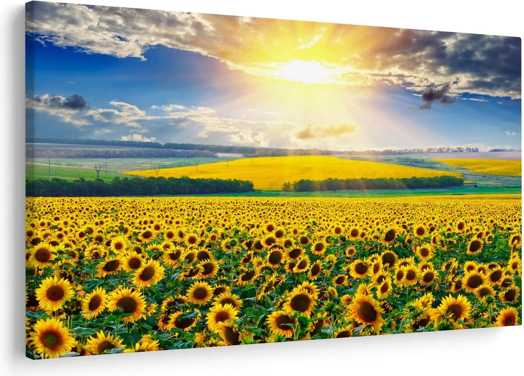 Tablou - Câmp cu floarea soarelui (90x60 cm)