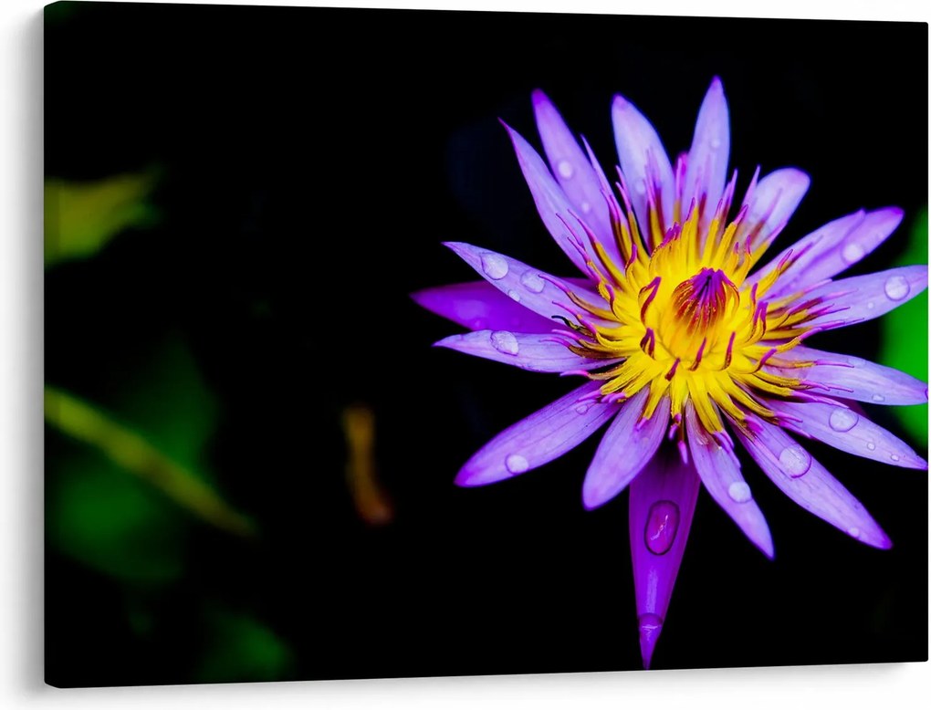 Tablou cu floare (70x50 cm)