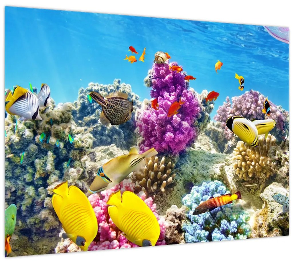 Tablou - Lumea mării (70x50 cm)