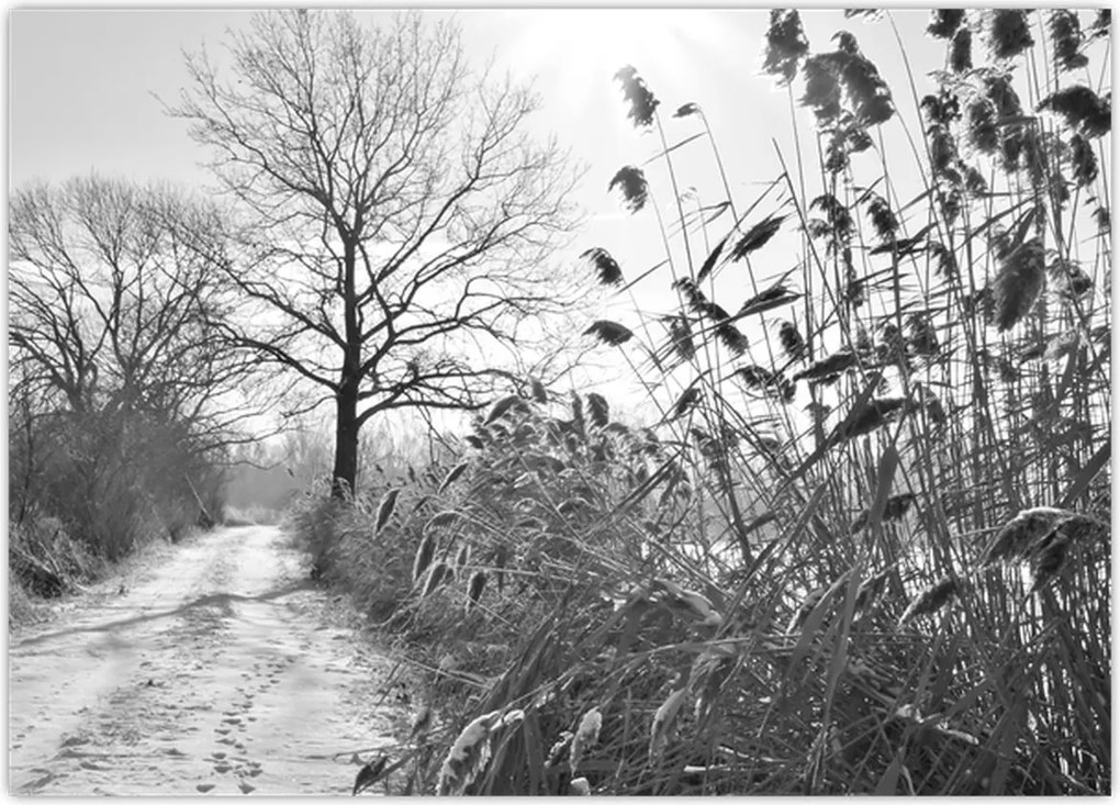 Tablou - Câmpuri în timpul iernii (70x50 cm)