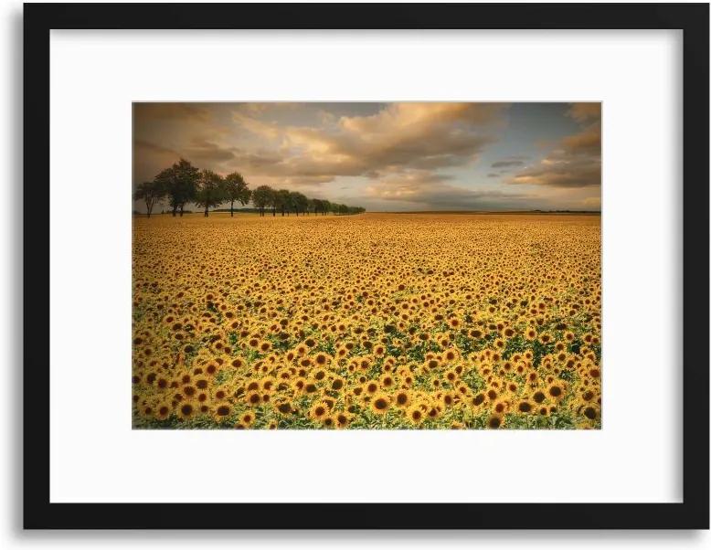 Imagine în cadru - Sunflowers by Piotr Krol 40x30 cm