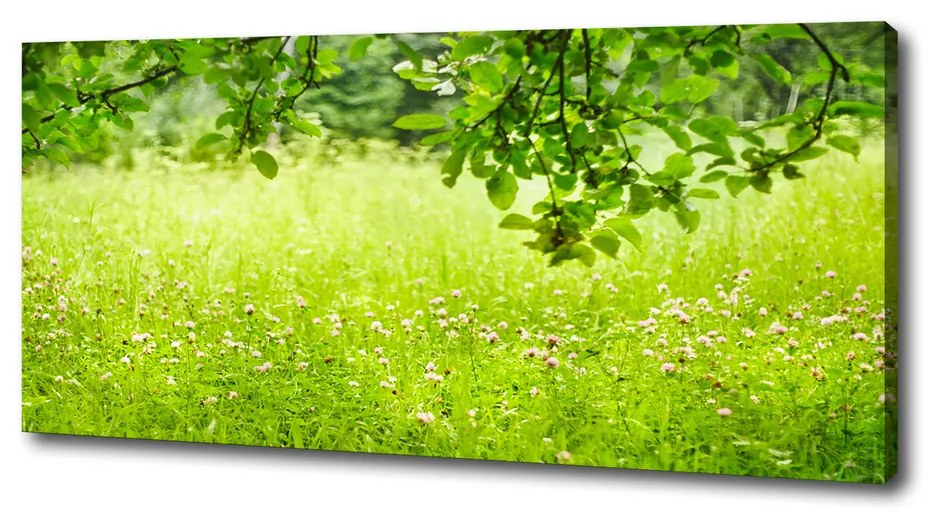 Print pe canvas Pajiște verde