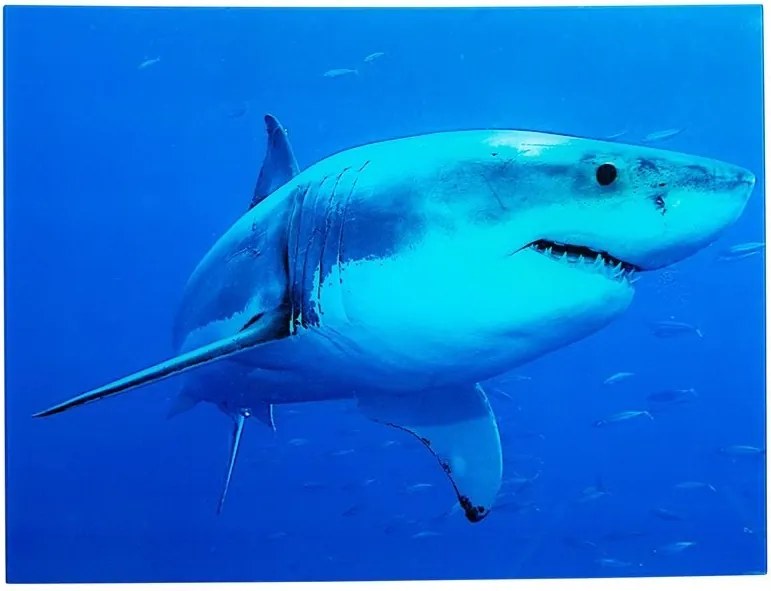 Tablou decorativ imagine imprimata pe sticla, Shark 60x80cm A-37414 VC