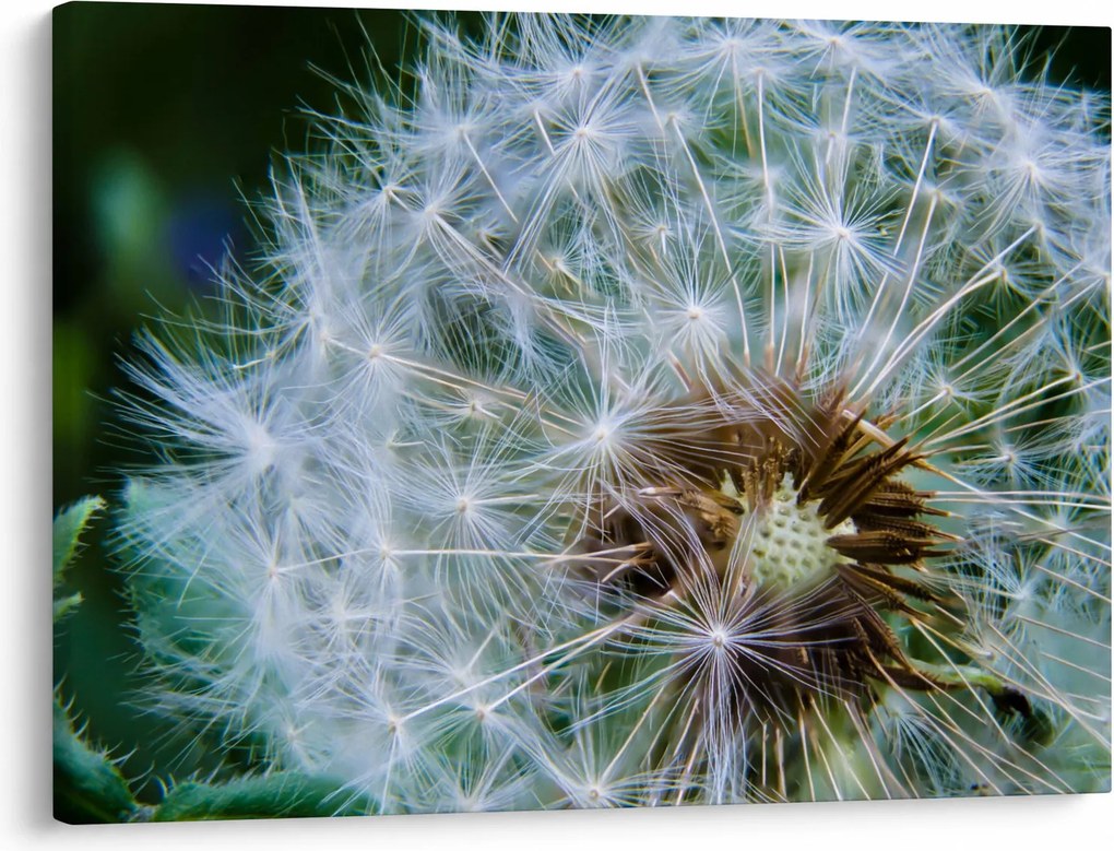 Tabloul cu păpădie desflorit (70x50 cm)