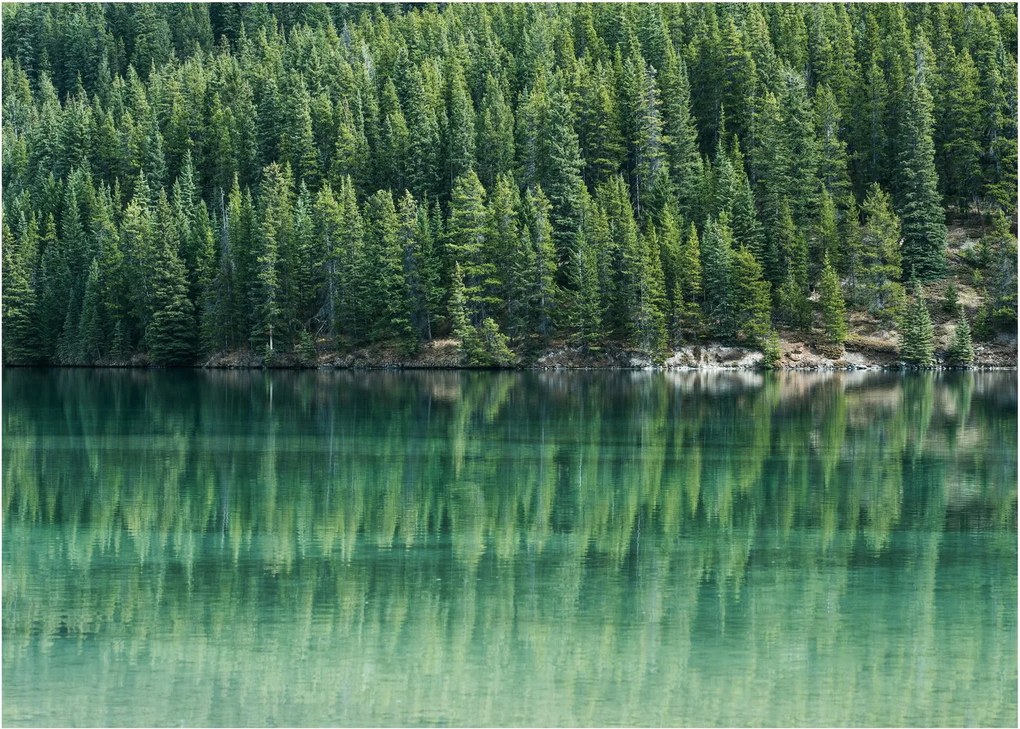 Tablou pe sticlă - Coniferi lângă lac (70x50 cm)