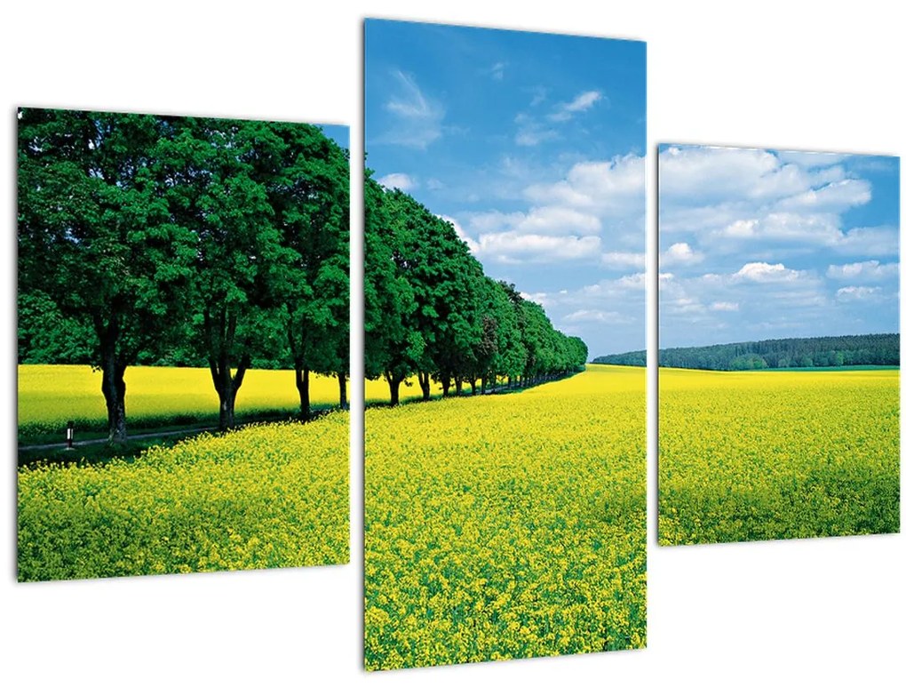 Tablou - Câmp cu alei (90x60 cm)