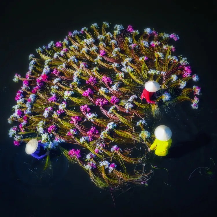 Fotografie Washing water lilies, Nguyen Tan Tuan